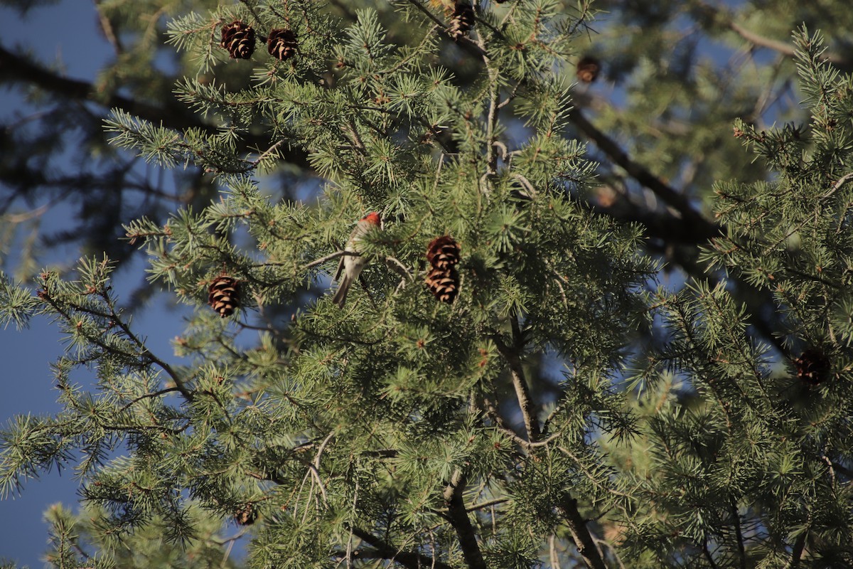 Red-faced Warbler - ML647595577
