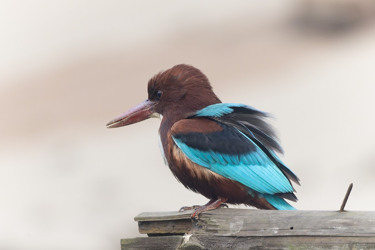 White-throated Kingfisher - ML647595578