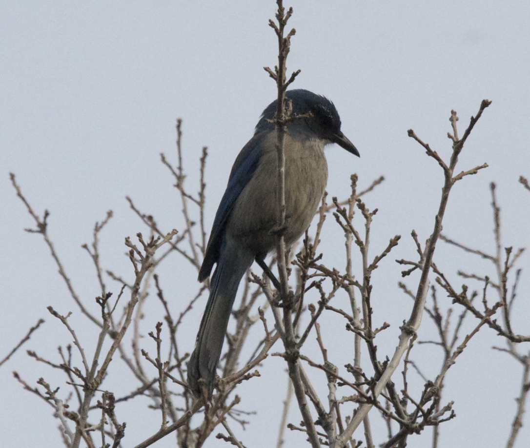 Woodhouse's Scrub-Jay - ML647595579