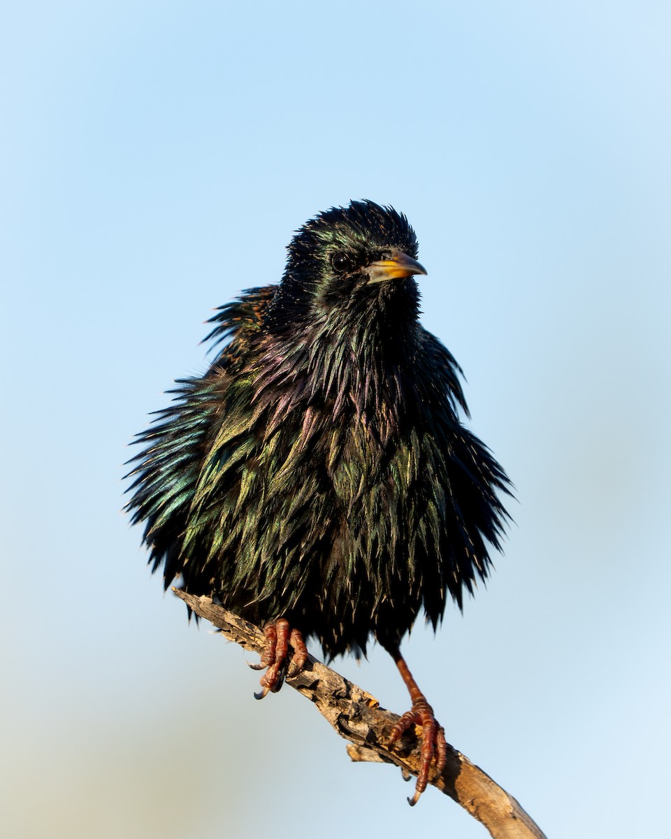 Arabazozo pikarta - ML647595580