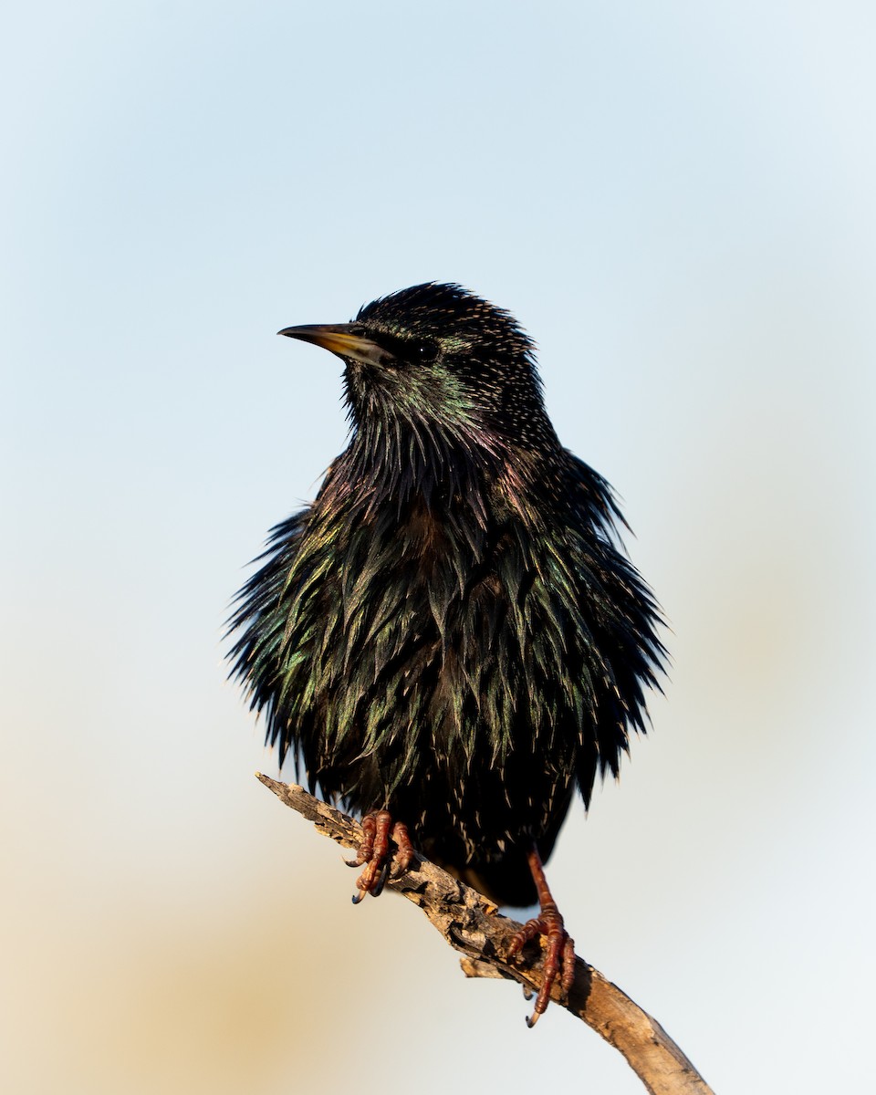 Arabazozo pikarta - ML647595581