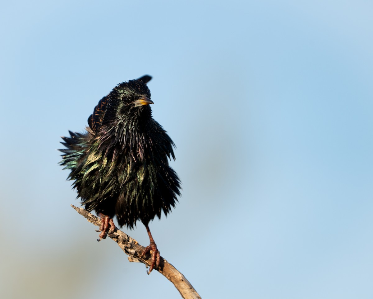 Arabazozo pikarta - ML647595582