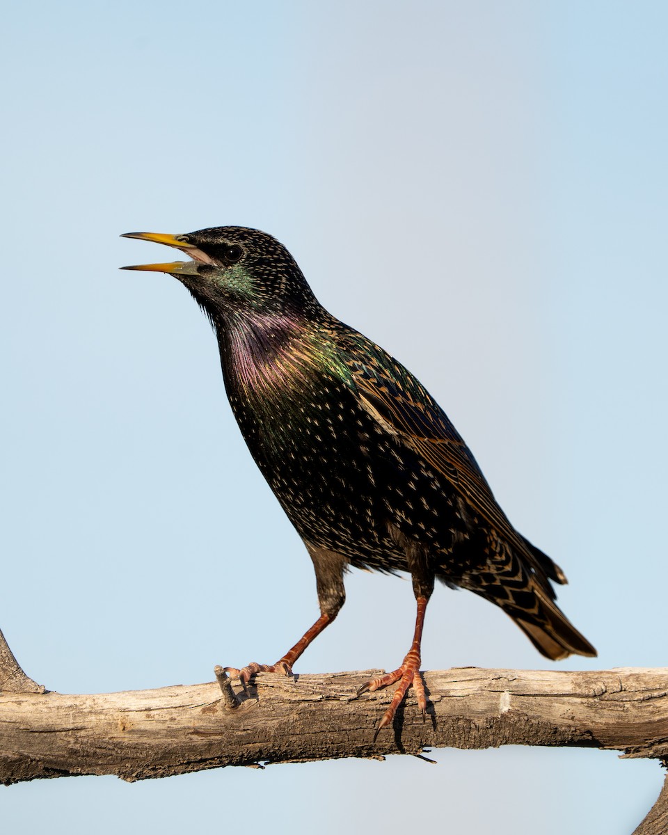 Arabazozo pikarta - ML647595583