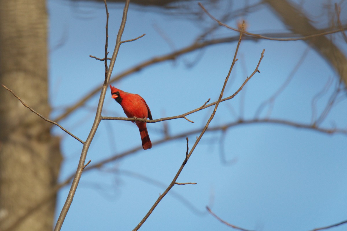 Kardinal arrunta - ML647595587