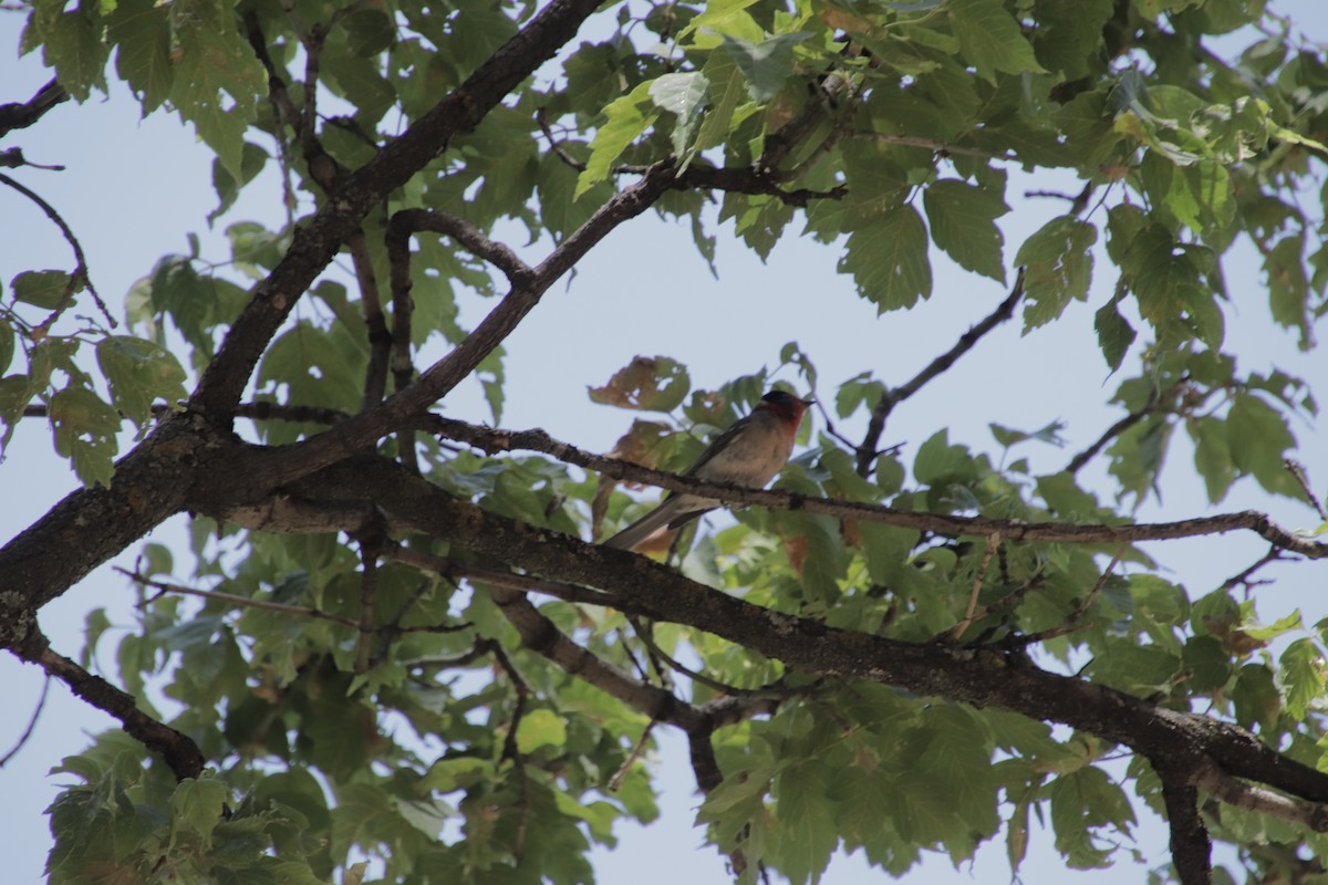 Red-faced Warbler - ML647595590