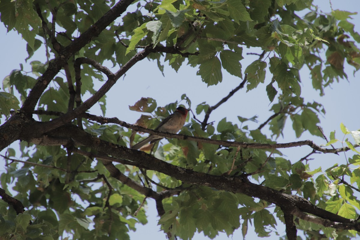 Red-faced Warbler - ML647595591