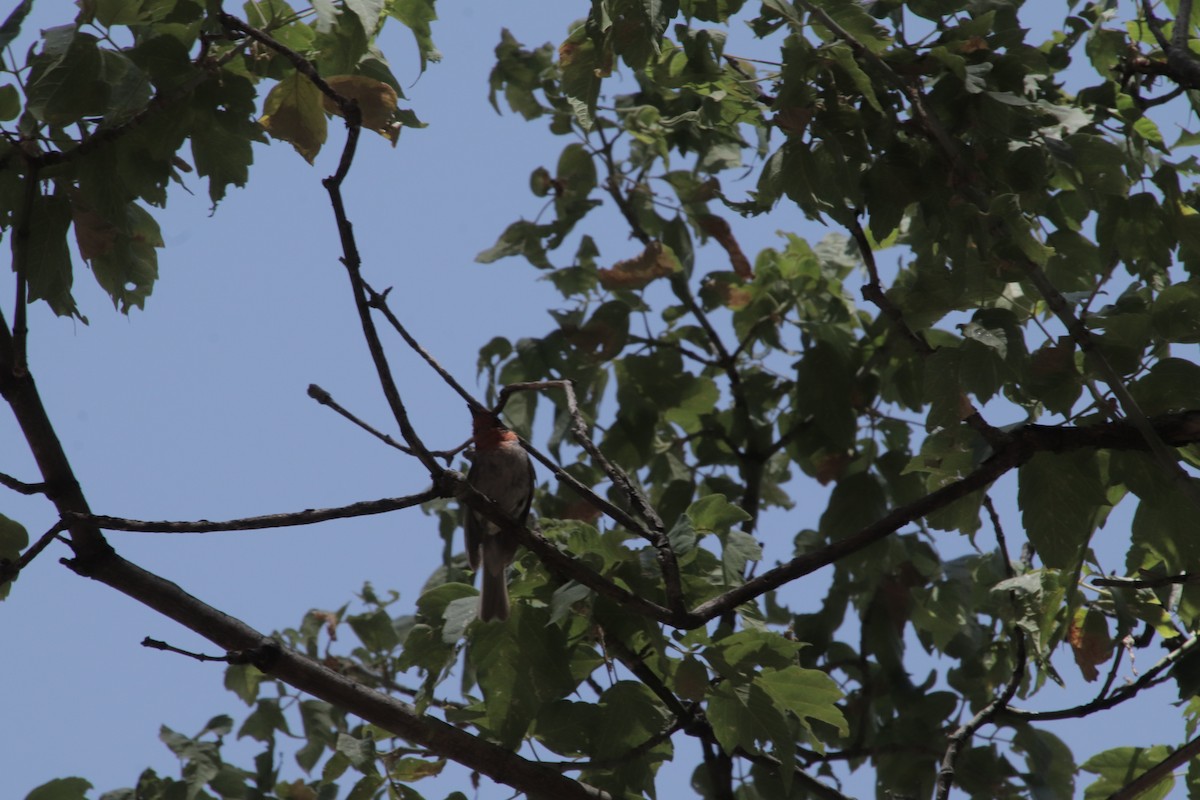 Red-faced Warbler - ML647595592