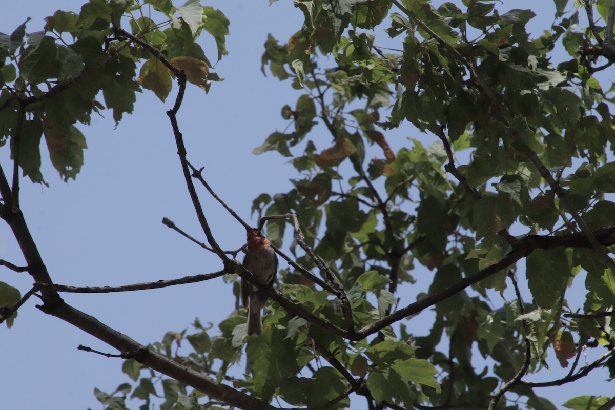 Red-faced Warbler - ML647595593