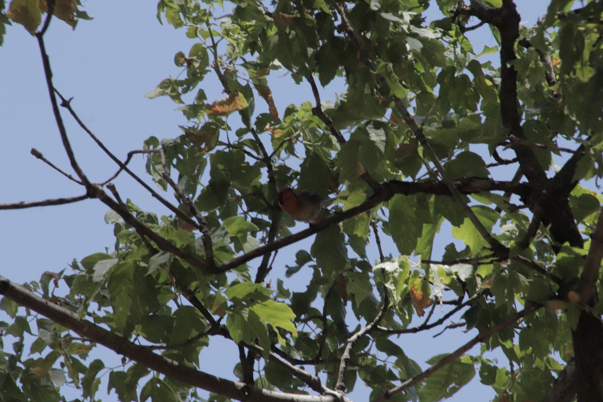 Red-faced Warbler - ML647595594