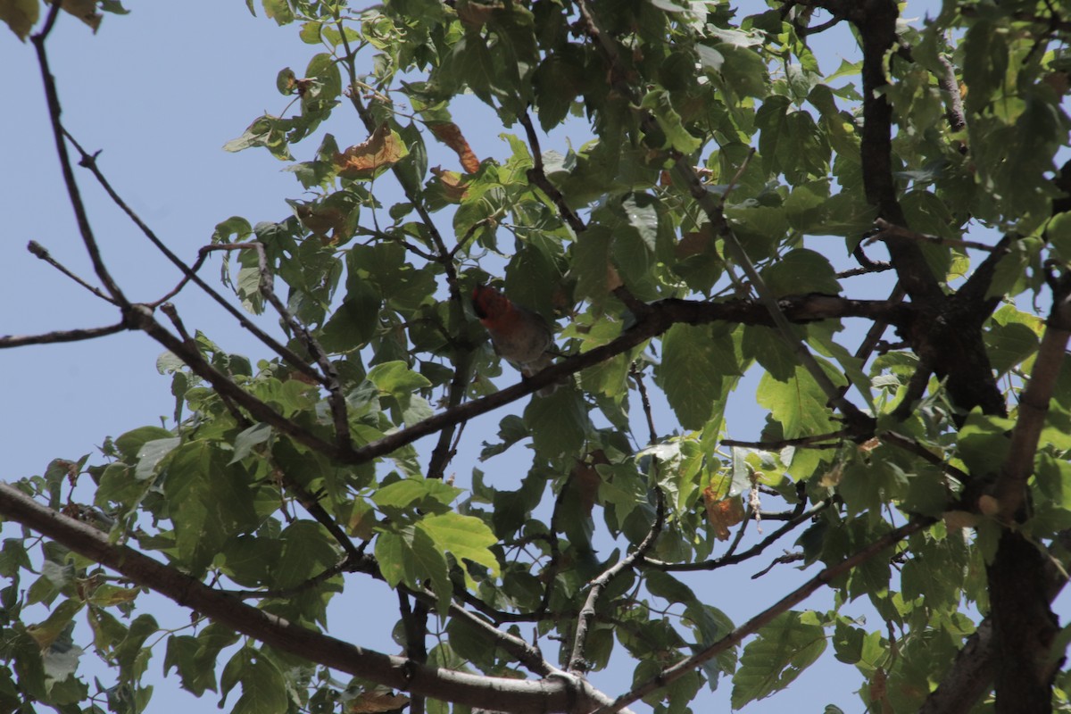 Red-faced Warbler - ML647595595