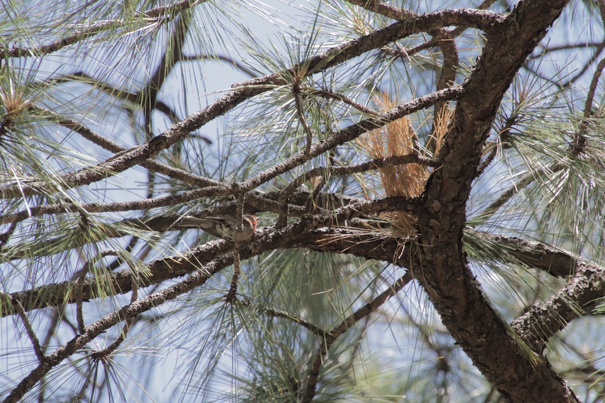 Red-faced Warbler - ML647595596