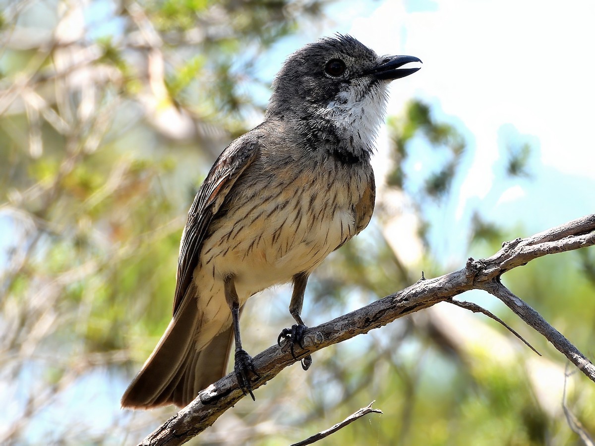 Rufous Whistler - ML647595598