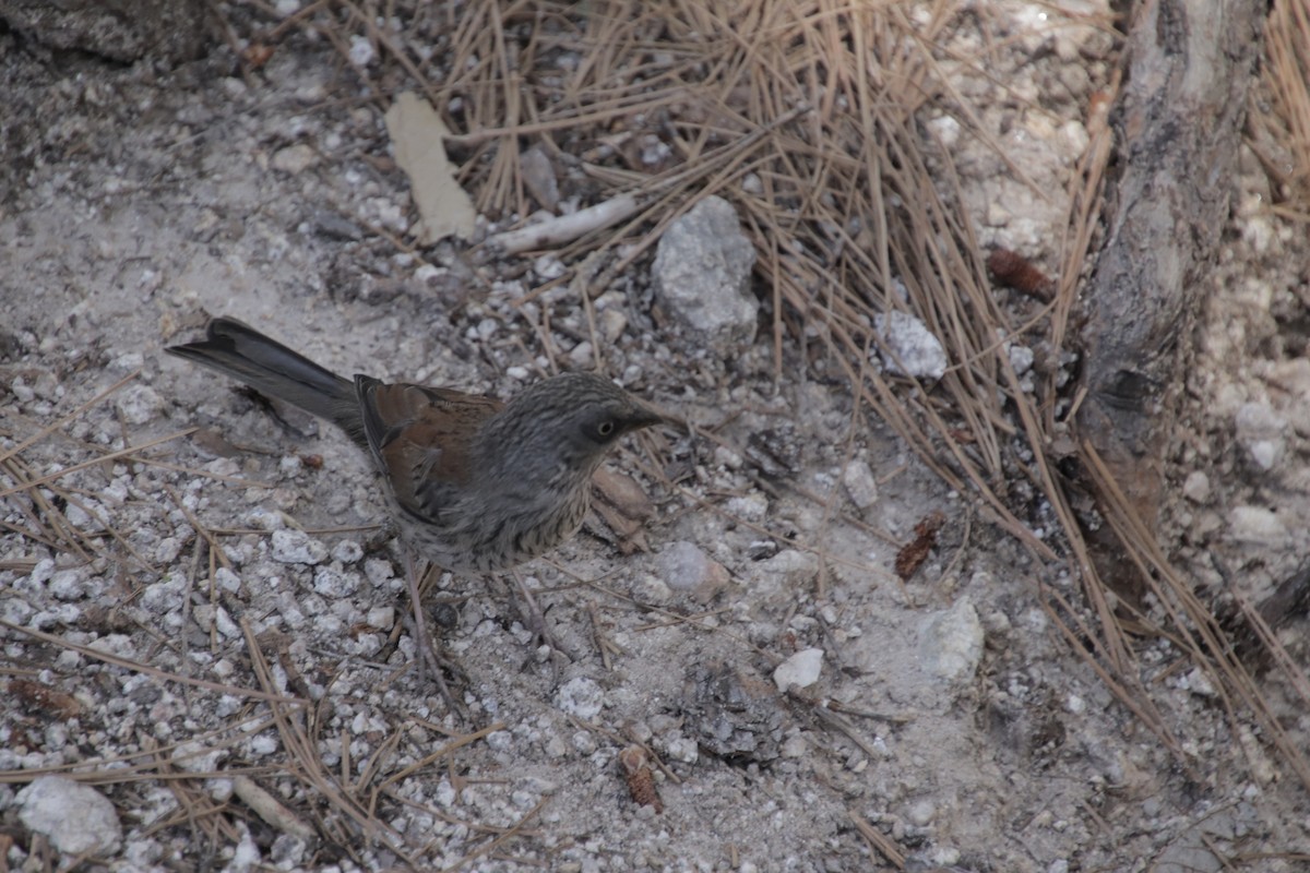 Yellow-eyed Junco - ML647595600