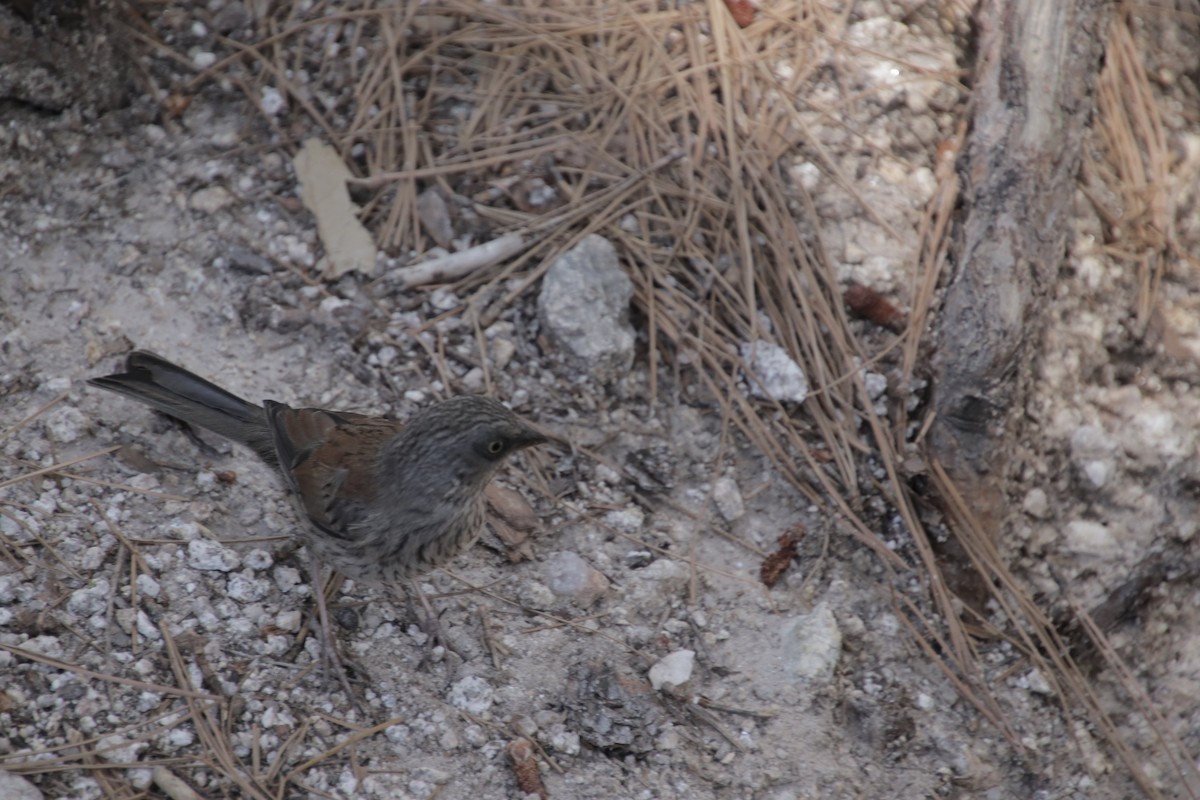 Yellow-eyed Junco - ML647595601