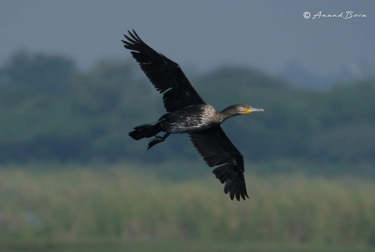 kormorán velký - ML647595624