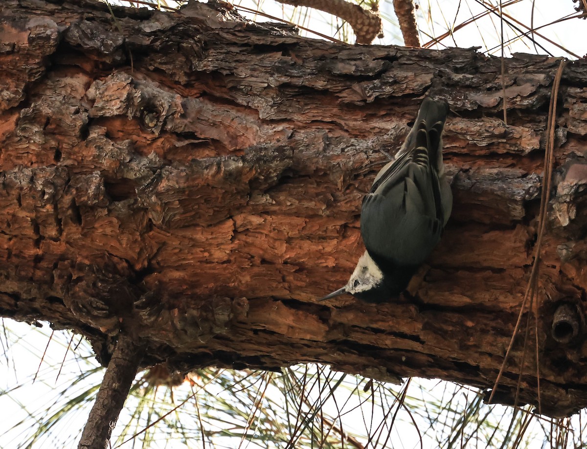 White-breasted Nuthatch - ML647595636