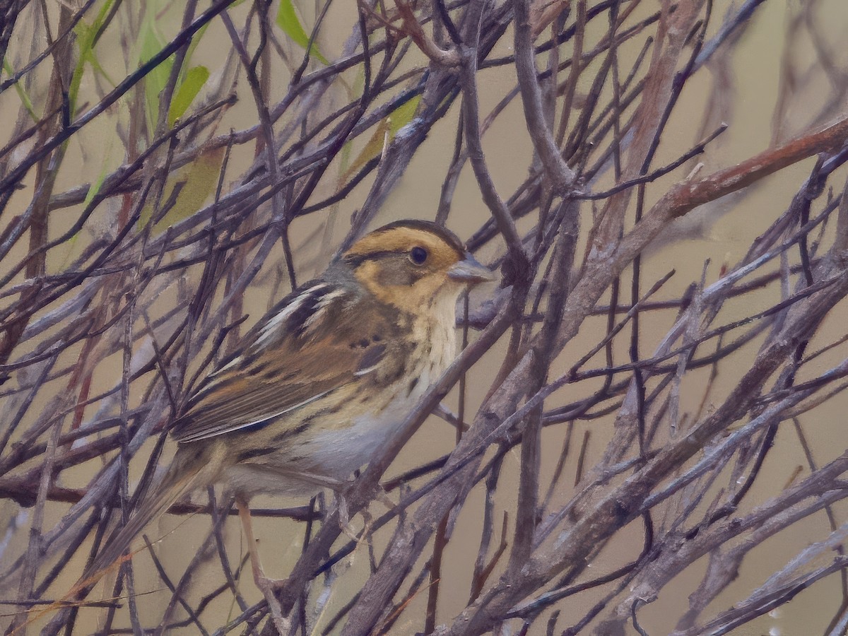 Nelson's Sparrow - ML647595637