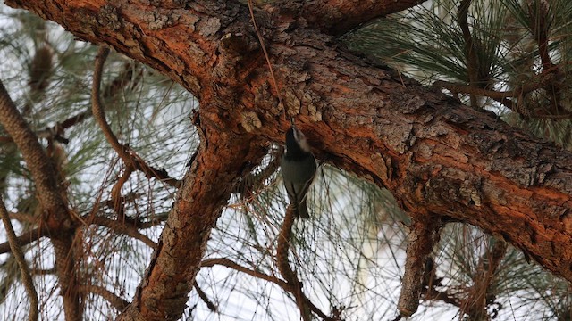 brhlík běloprsý - ML647595639