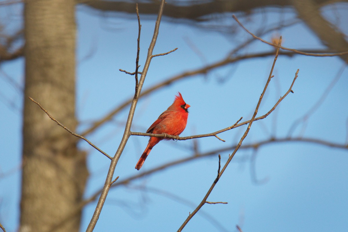 Northern Cardinal - ML647595642