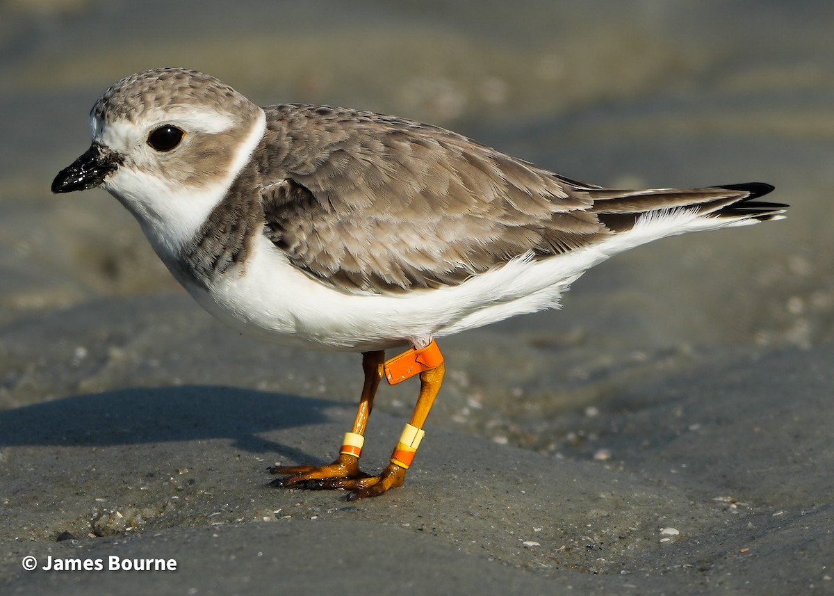 Islıkçı Cılıbıt - ML647595656