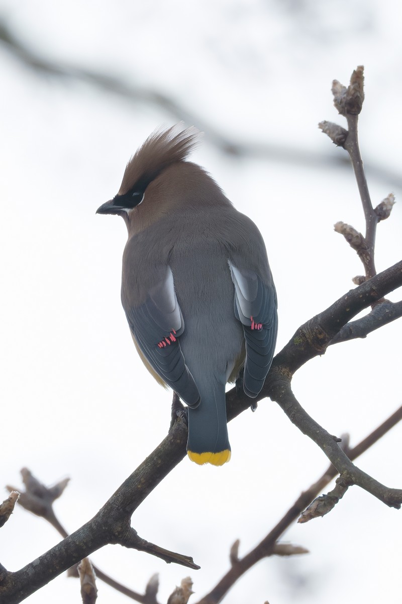 Sedir İpekkuyruğu - ML647595657