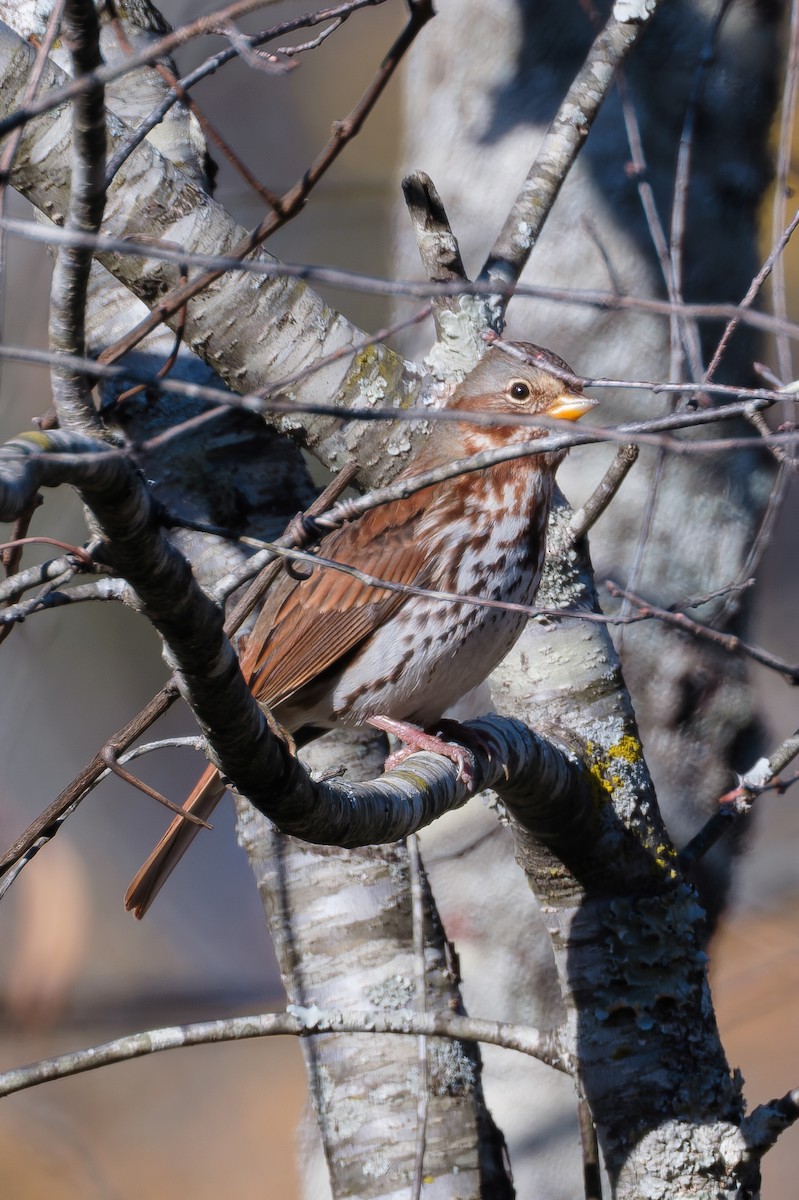 strnadec kaštanový - ML647595660