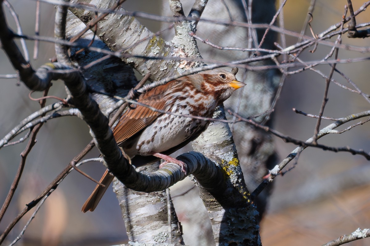 strnadec kaštanový - ML647595661