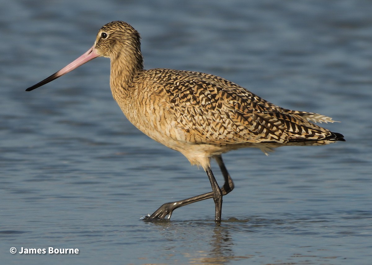 Marbled Godwit - ML647595664