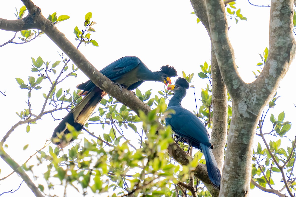 Great Blue Turaco - ML647595674