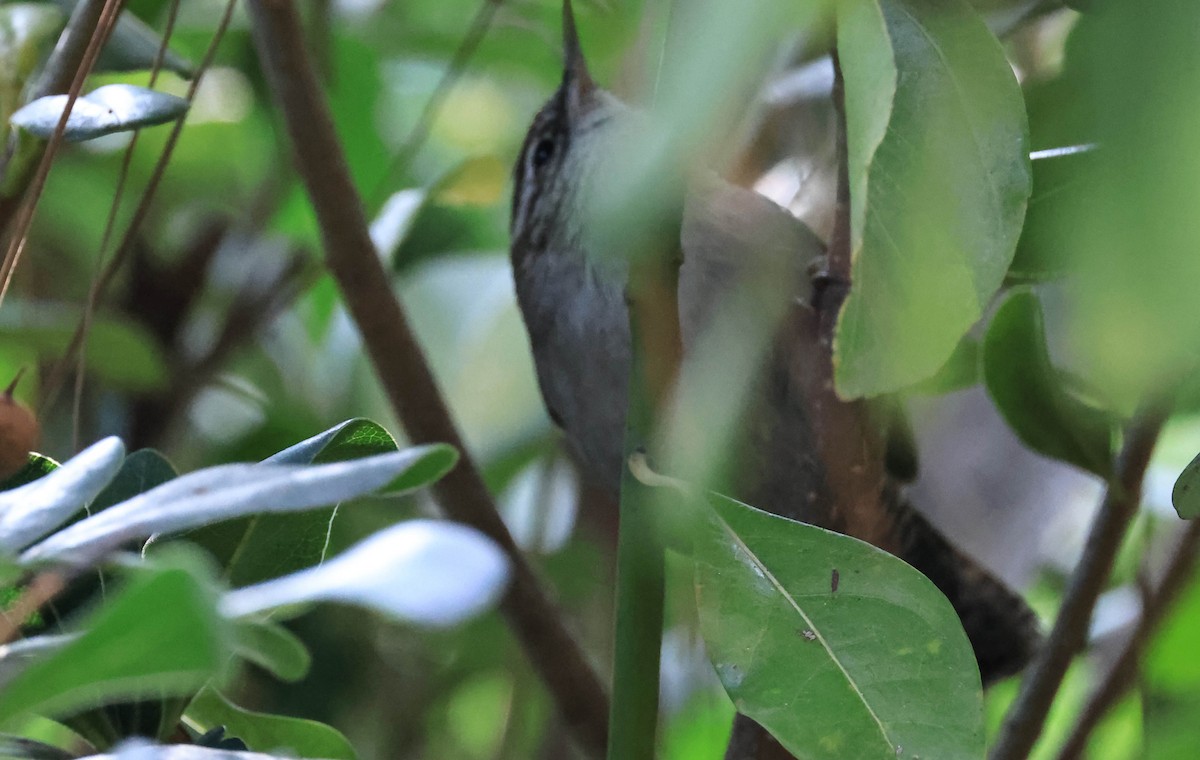 Длиннохвостый крапивник - ML647595697