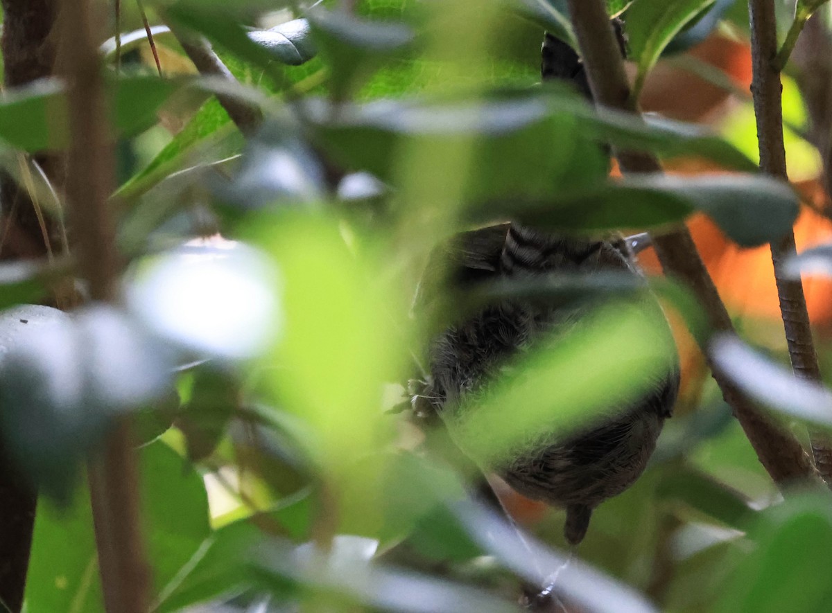 Длиннохвостый крапивник - ML647595699