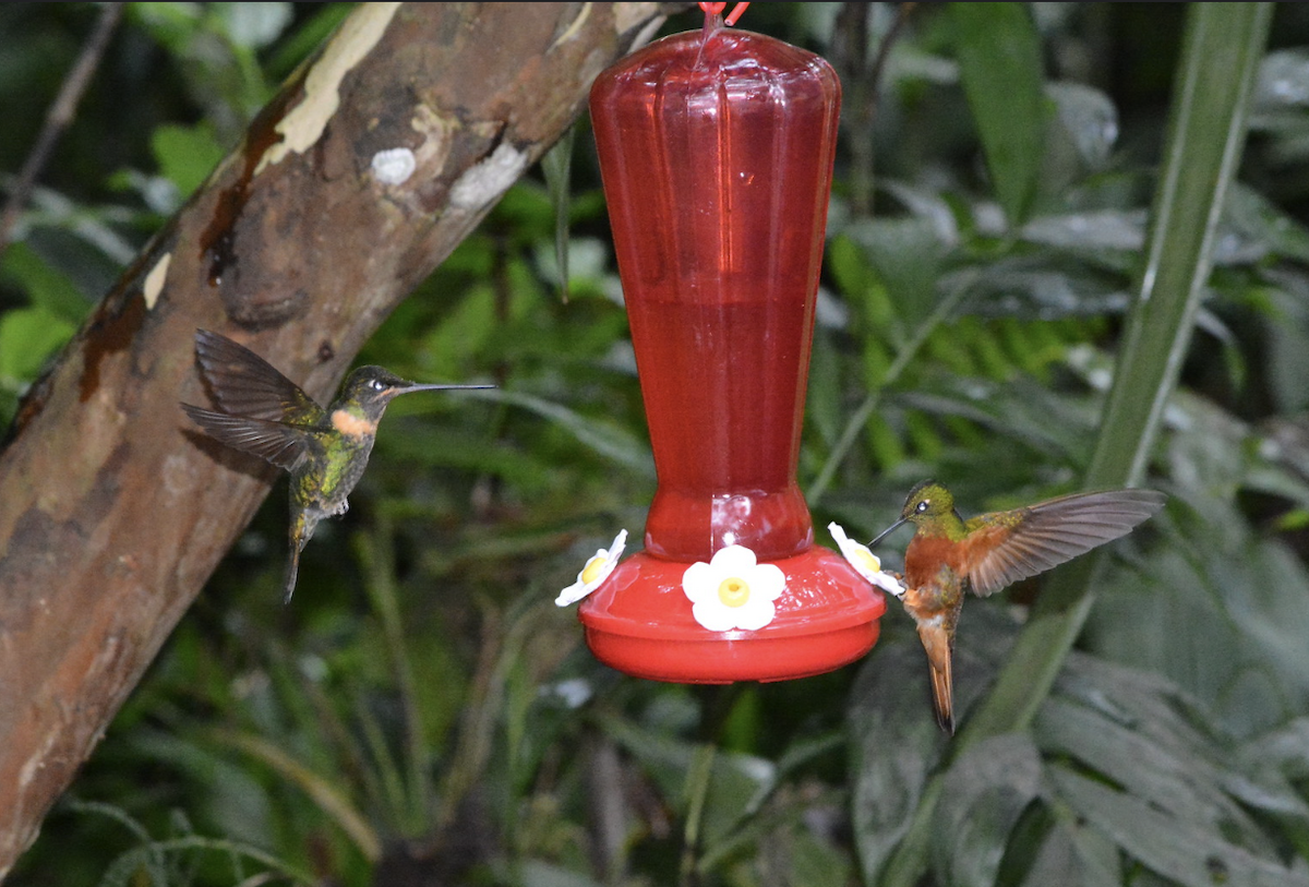 rustbrystinka - ML647595710