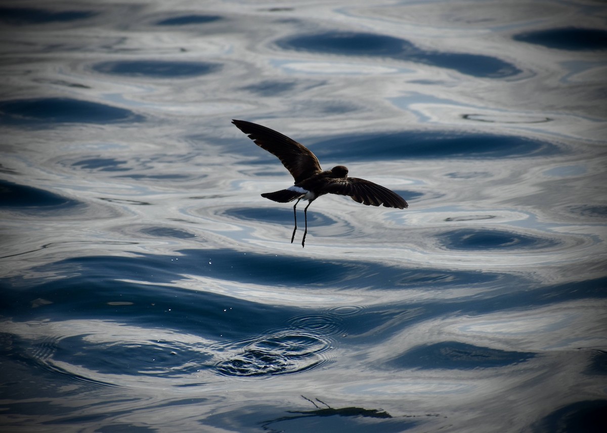 Elliot's Storm-Petrel - ML647595711