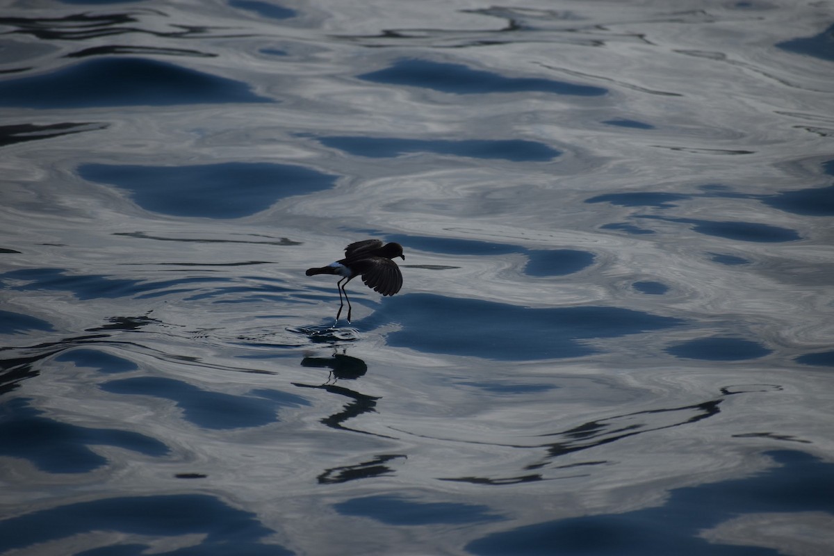 Elliot's Storm-Petrel - ML647595713