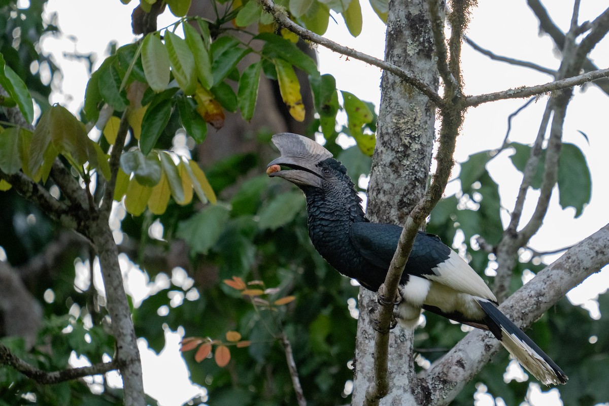 Black-and-white-casqued Hornbill - ML647595725