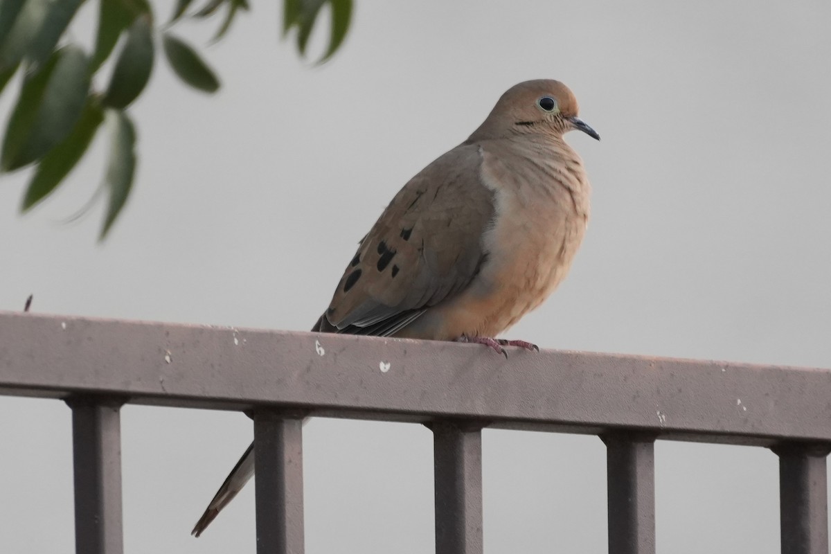 Mourning Dove - ML647595750