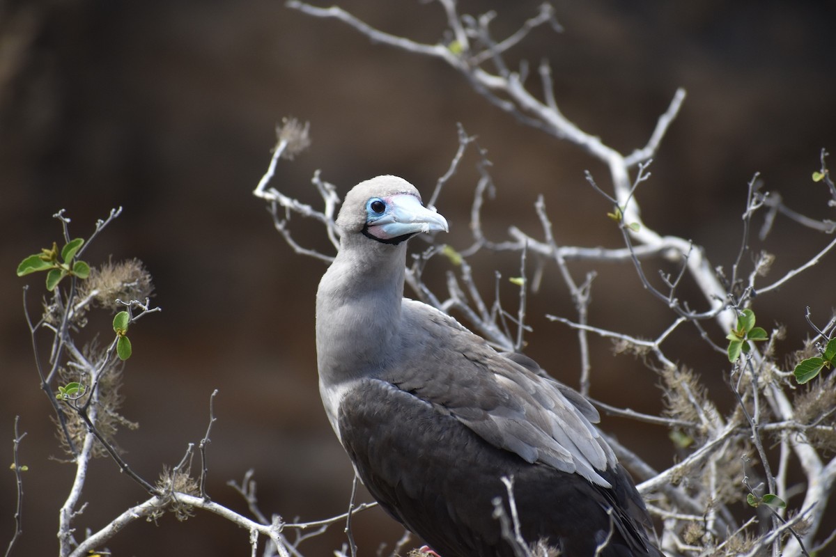 Сула червононога (підвид websteri) - ML647595761