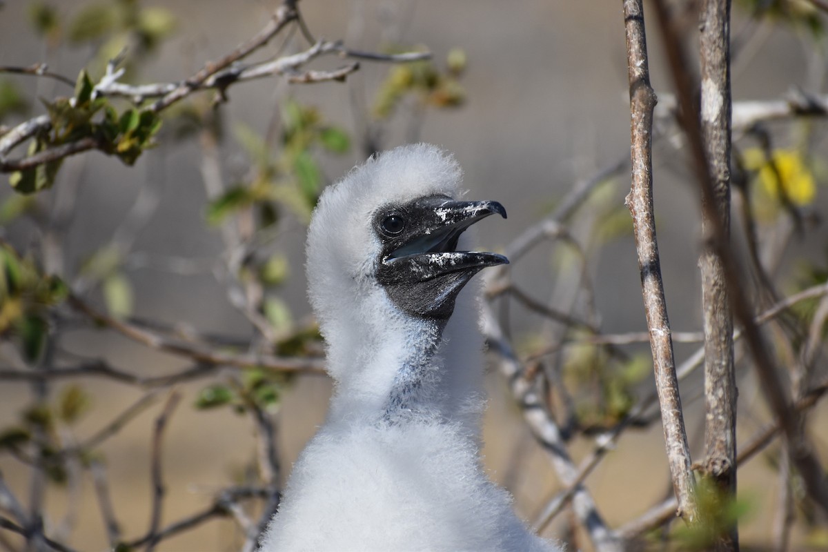 Сула червононога (підвид websteri) - ML647595762