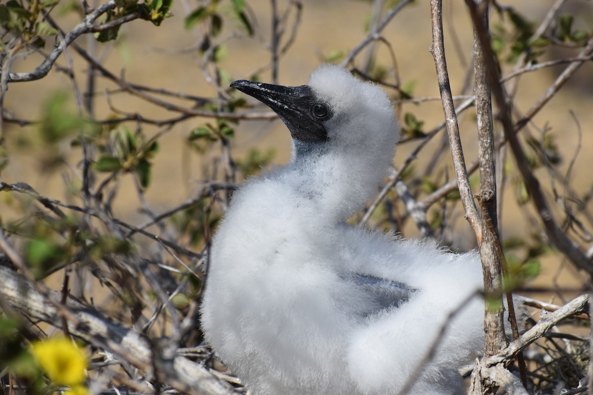 Сула червононога (підвид websteri) - ML647595763