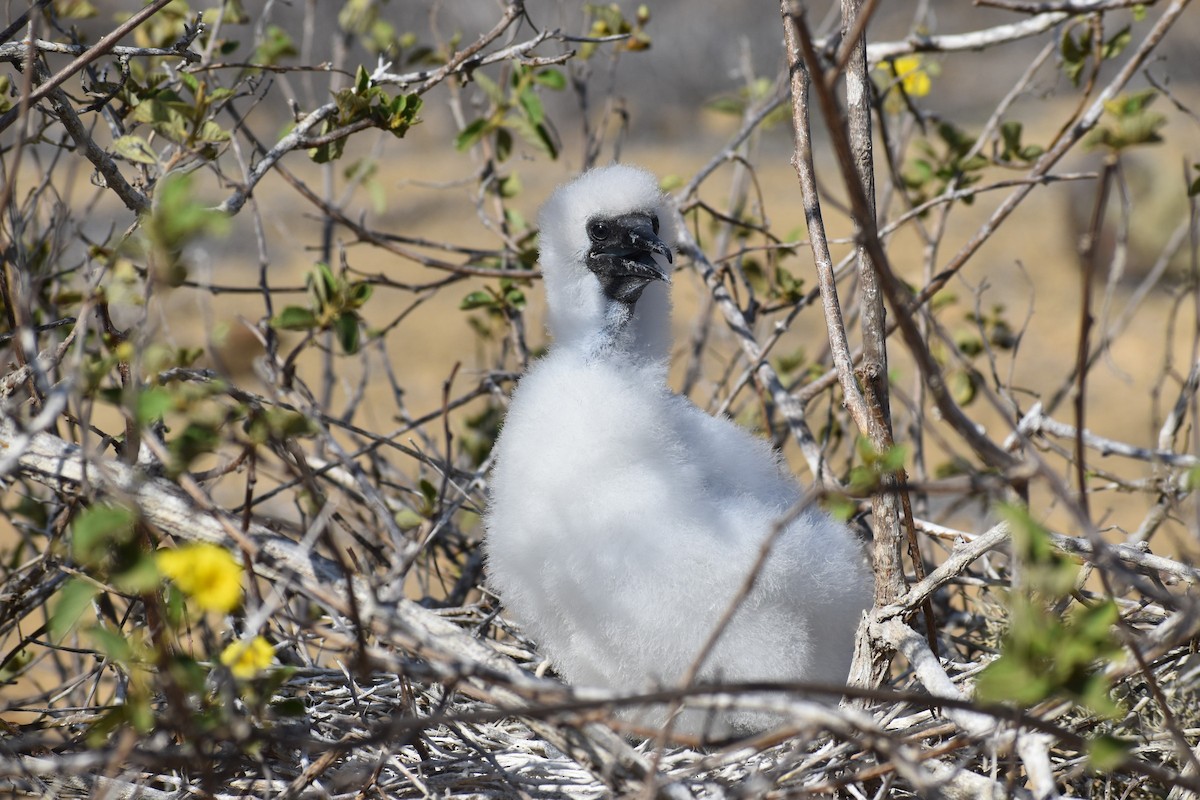 Сула червононога (підвид websteri) - ML647595773