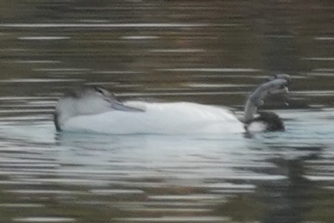 Common Loon - ML647595777