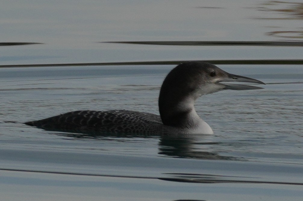 Common Loon - ML647595778