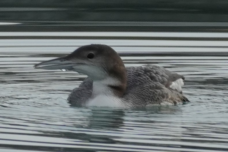 Common Loon - ML647595779