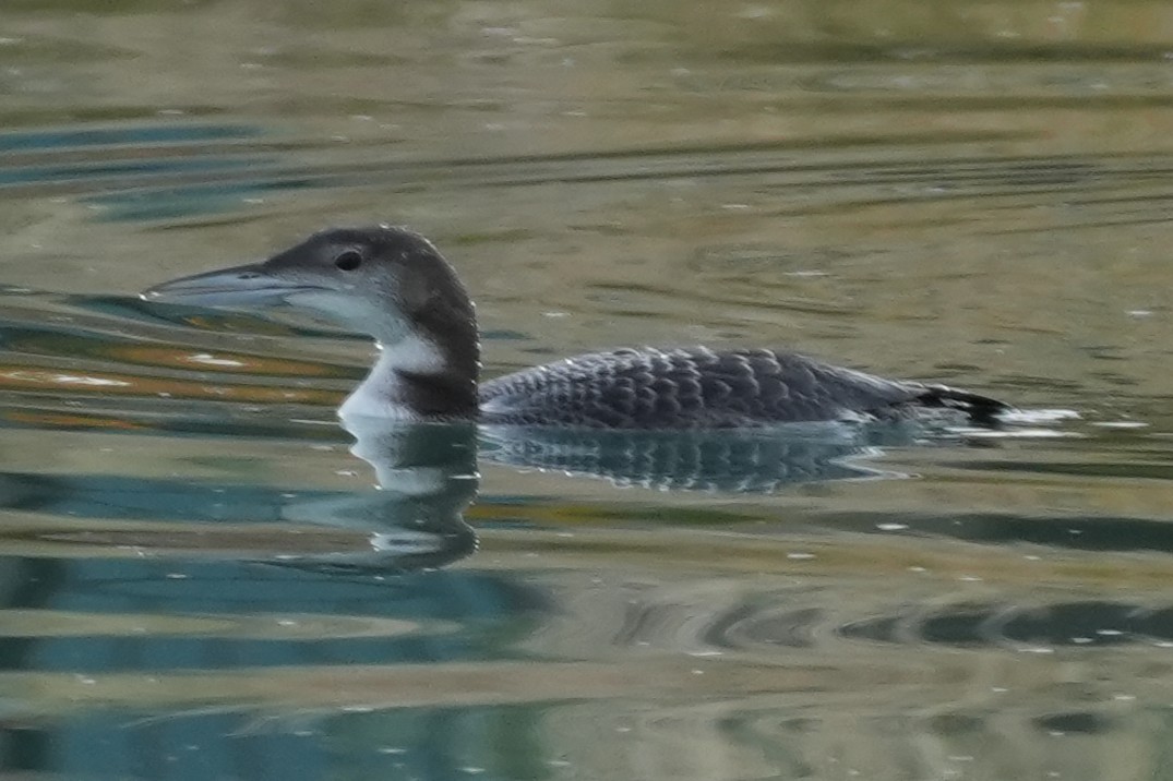 Common Loon - ML647595780