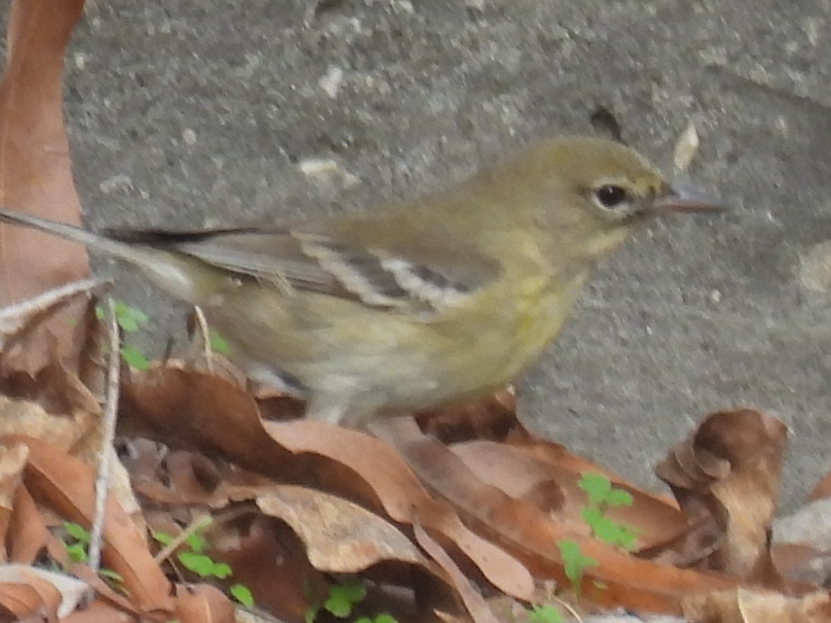 Pine Warbler - ML647595797