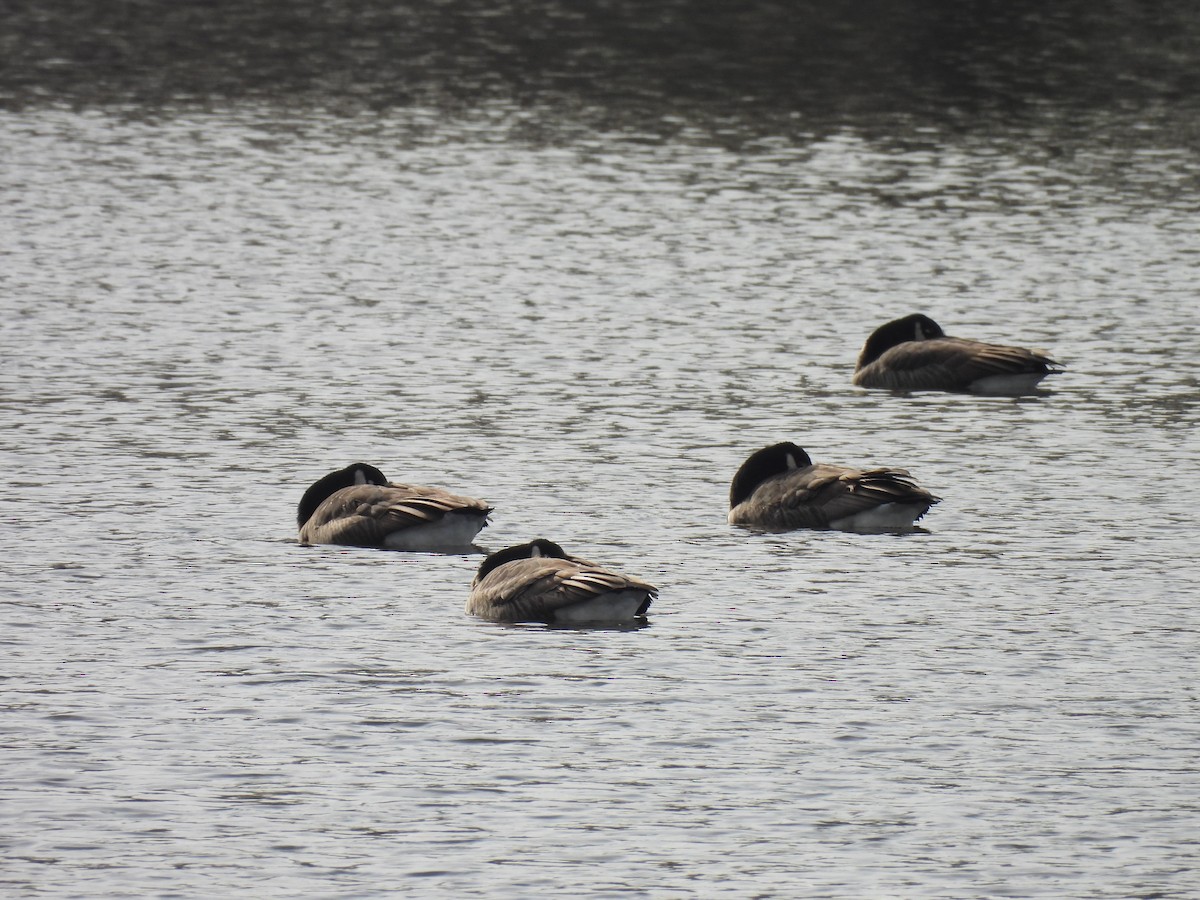 Canada Goose - ML647595799