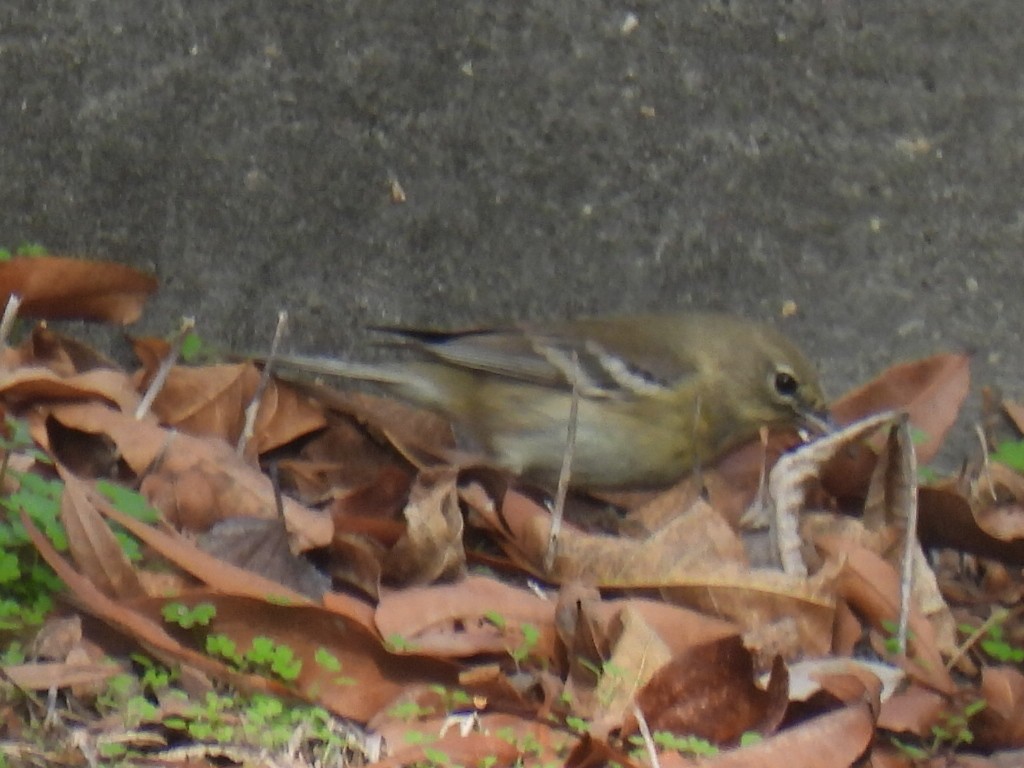 Pine Warbler - ML647595802