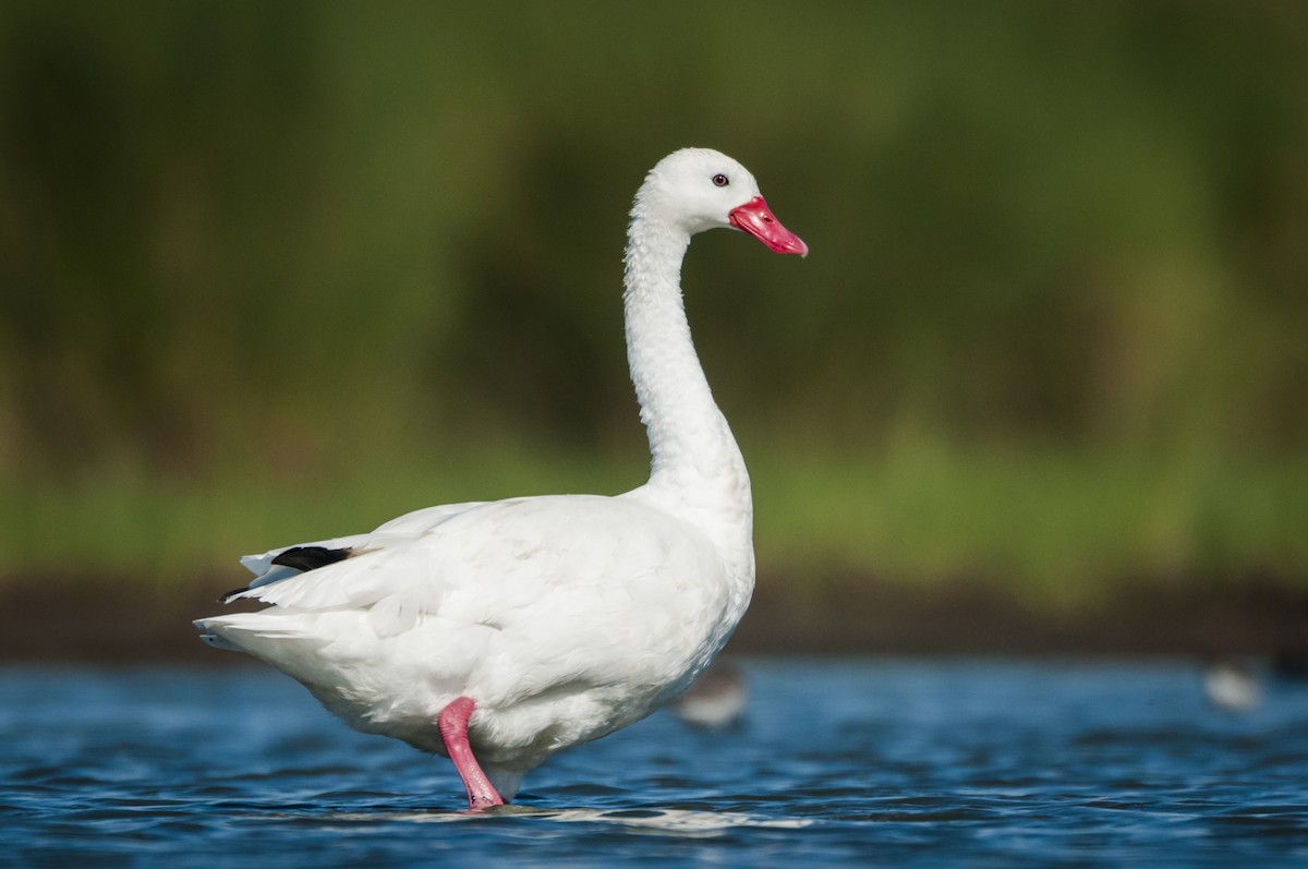 Coscoroba Swan - ML64759581