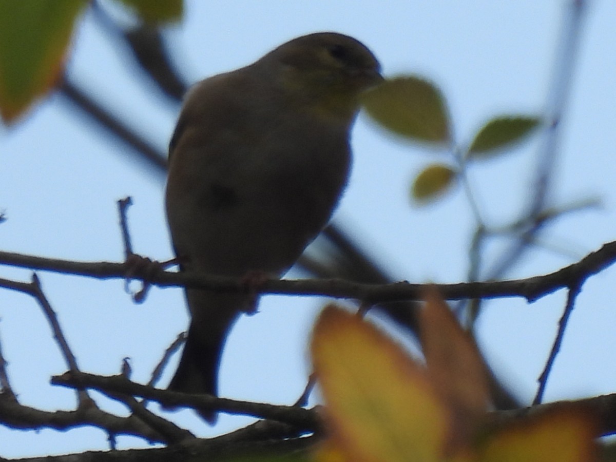 American Goldfinch - ML647595823