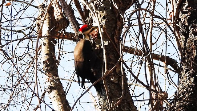 Pileated Woodpecker - ML647595845